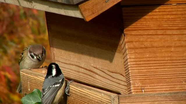 Der Spatz am Vogelhaus l&auml;sst sich beim Fressen von einer Tannenmeise nicht st&ouml;ren
