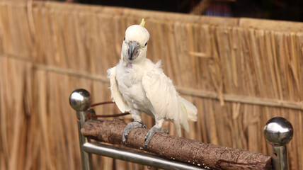 The sulphur-crested cockatoo (Cacatua galerita) is a relatively large white cockatoo found in...