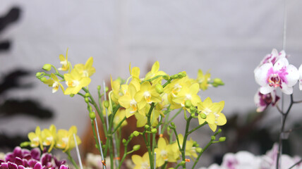 orchid flower collection bloom beautifully. Yellow purple Phalaenopsis or Ngengat dendrobium...