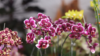 orchid flower collection bloom beautifully. Yellow purple Phalaenopsis or Ngengat dendrobium Orchid. Anggrek in the . clay pot for sell. 