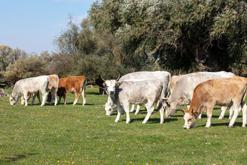 Fototapeta premium Cows grazing on pasture. Free range farming. Agriculture, Ecology and Environmental Protection