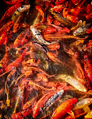 koi feeding frenzy 