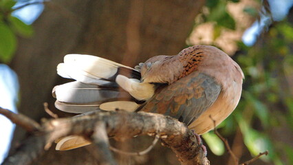 Laughing dove (Spilopelia senegalensis) perched on a branch, preening, in a backyard in Pretoria, South Africa