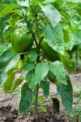 Fototapeta premium Growing the bell peppers (capsicum)