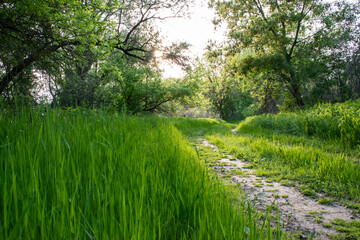 spring in the forest