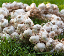 Garlic wreaths. Rich harvest.