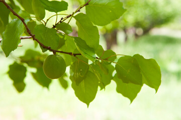 An green apricots on a branch in an orchard on a farm ripen in the sun