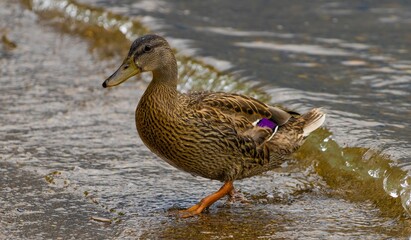 Wild duck on the lakeshore of Lake Constance in Germany, closeup shot