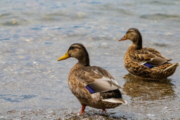 Wild ducks on the shallow lakeshore of  Lake Constance in Germany, closeup shot