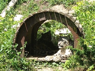 fence with flowers © Maciej