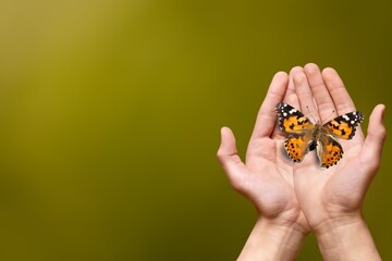 Young hands with beautiful wild butterfly.