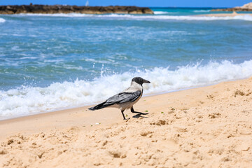 Magpie on sand near sea