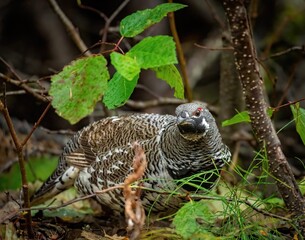 Male spruce grouse (Canachites canadensis) in the forest looking at the camera through the branches and leaves