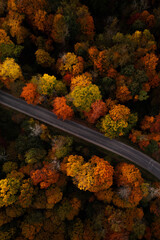 Path through Beautiful Autumn Trees