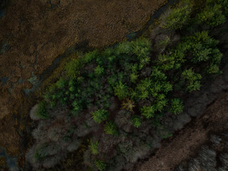 Aerial view of Pines in wilderness