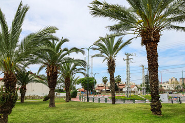 Obraz na płótnie Canvas View of beautiful palm trees in city park