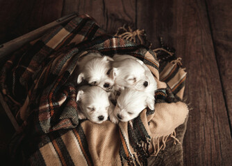 Snuggled Up Puppies 