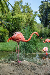 Beautiful pink flamingos in zoological garden