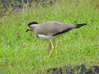 Yellow-wattled lapwing
