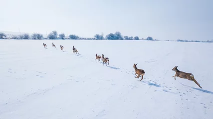 Fotobehang Aerial view of a herd of roe deer in winter. Beautiful wildlife scenery of running roe deer in snowy landscape. West Bohemia in Czech republic, European union. © peteri