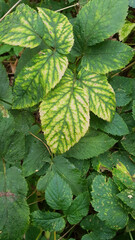 Interesting colorful leaves with feathery leaf veining, Lodz, Poland.