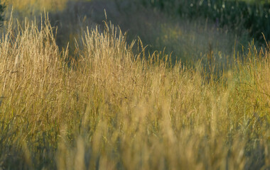 Pure nature and flowers at summer in germany