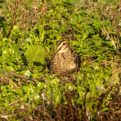 snipe sitting in long grass