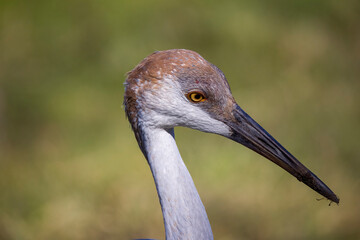 The sandhill crane (Antigone canadensis) 
