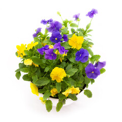 Pansies isolated on white background