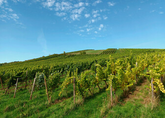 Obraz premium Weinberg in der Nahe-Region im Herbst bei Wallhausen auf dem Premium-Wanderweg Vitaltour Stein, Wein & Farbe im Landkreis Bad Kreuznach in der Nahe-Region von Rheinland-Pfalz.