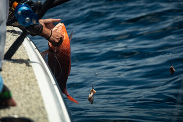 Fishing Gulf of Mexico Red Snapper Offshore Rods