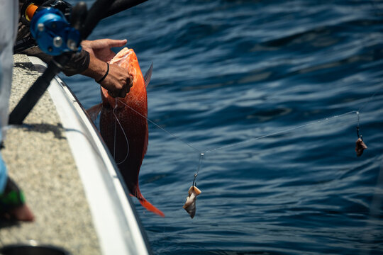 Fishing Gulf of Mexico Red Snapper Offshore Rods
