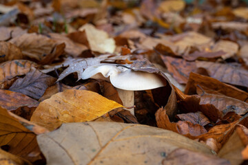 Inedible mushroom in the forest in autumn leaves.