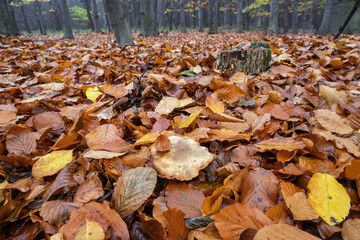 Inedible mushroom in the forest in autumn leaves.