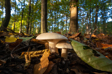 Inedible mushroom in the forest in autumn leaves.