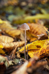 Inedible mushroom in the forest in autumn leaves.