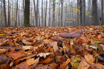 Inedible mushroom in the forest in autumn leaves.