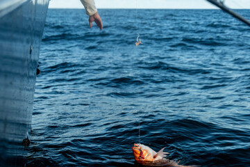 Fishing Gulf of Mexico Red Snapper Offshore Rods