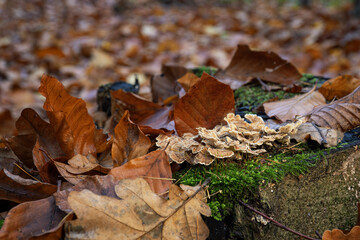 Inedible mushroom in the forest in autumn leaves.