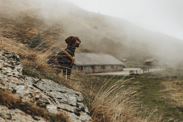 Majestätischer brauner Vizsla Hund in den Bergen mit Nebel