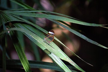 Closeup of a Glasswing butterfly on fresh grass