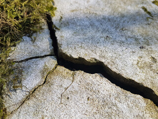 Fragment of an old cracked concrete wall covered with green moss on a spring warm day, Lodz, Poland.