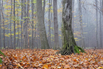 A hornbeam trunk in a forest with fallen leaves and fog.