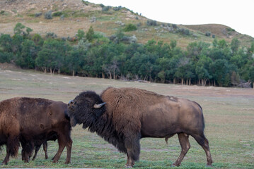 American bison bull rutting after a cow bison in Theodore Roosevelt National Park near Madora,...