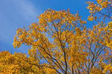 crowns of maple trees with yellow foliage brightly lit by the sun against a bright blue sky in...