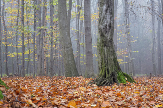 A hornbeam trunk in a forest with fallen leaves and fog.