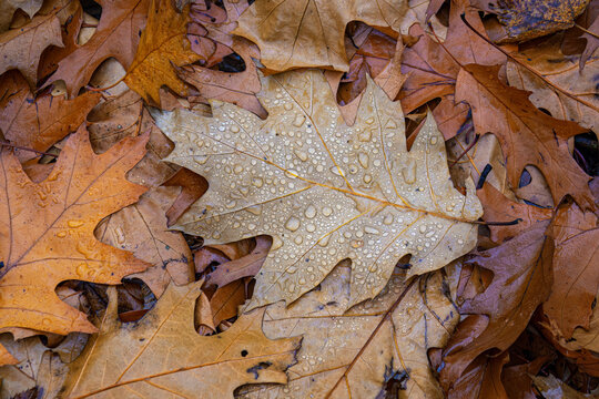 Drops of water on a winter oak leaf.