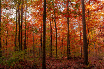 Beautiful Autumn forest in countryside of Netherlands, Yellow, Orange and green leaves on the trees, Colourful wood in fall season with red brown leaves fallen on the ground, Nature background.