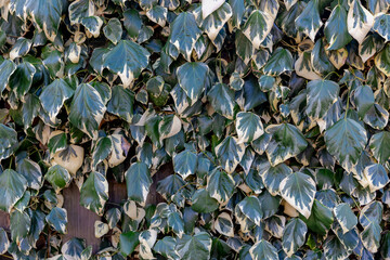 Spotted leaves with white and green, Hedera colchica is a species of ivy, Persian ivy vine growing on the wooden fence in the garden, Beautiful Variegated plant leaf, Nature pattern greenery backgroun