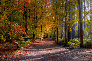 Beautiful autumn background with pathway through the wood, Yellow orange leaves fall on the ground floor with the rows of big trees along the walkways, Heilooerbos (Forest) Noord Holland, Netherlands.